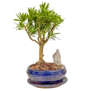 Structured Buddhist Pine 31cm Inc Tray