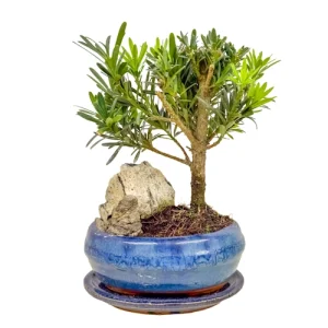 Buddhist Pine 26cm Inc Tray