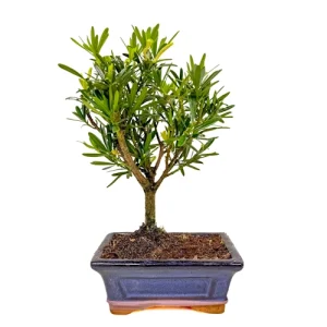 Buddhist Pine 31cm