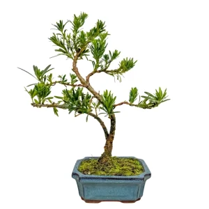 Cute Buddhist Pine 38cm