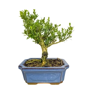 Lush Chinese Box Tree 25cm