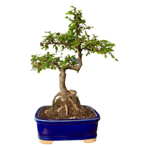Exposed Roots Chinese Elm 40cm Inc Tray