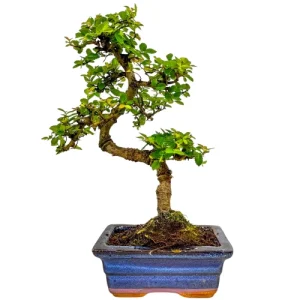 money tree plant watering Money Tree- Pachira glabra main image 1
