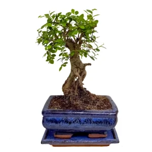 Chinese Elm Inc Tray 25cm