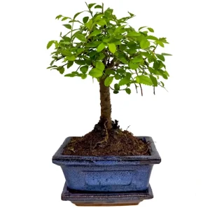 Chinese Elm Inc Tray 24cm