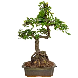 Exposed Roots Chinese Elm 40cm