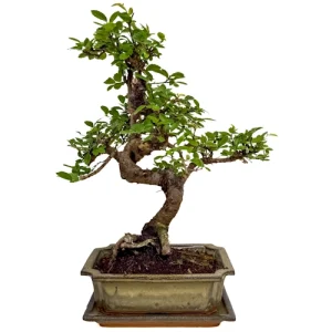 Stylish Chinese Elm 37cm Inc Tray