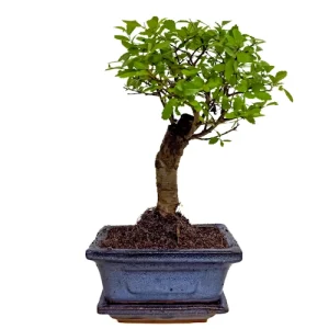 Chinese Elm Inc Tray 24cm