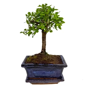 Chinese Elm Inc Tray 22cm