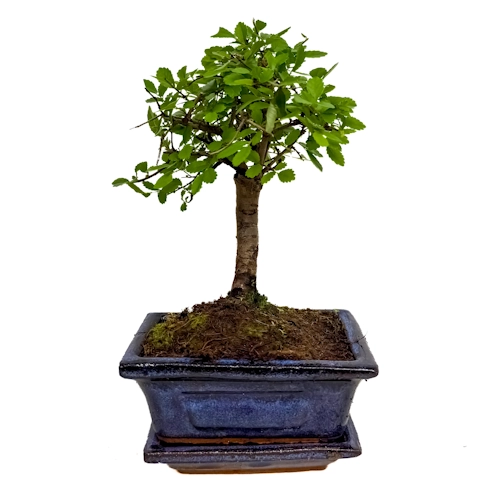 Chinese Elm Inc Tray 22cm