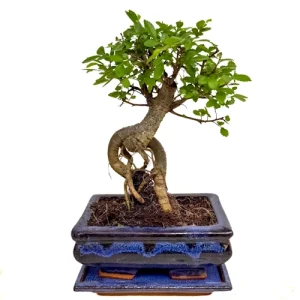 Chinese Elm 24cm Inc Tray