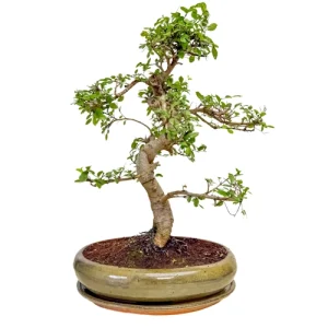 Lush Chinese Elm Inc Tray 49cm