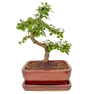 Stylish Chinese Elm 33cm Inc Tray
