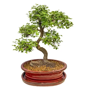 Chinese Elm 45cm Inc Tray