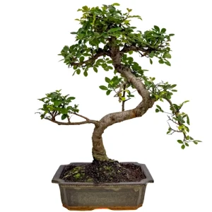 Chinese Elm 37cm Inc Tray