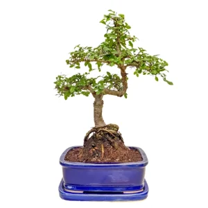 Exposed Root Chinese Elm 43cm Inc Tray