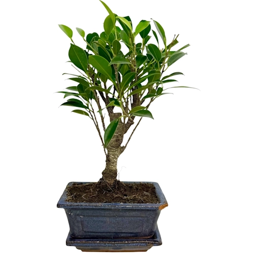 Pretty Ficus 26cm Inc Tray