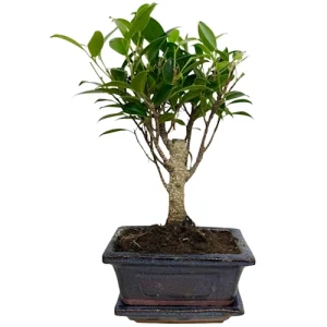 Ficus 25cm Inc Tray