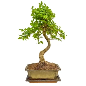 Mandarin Tree Inc Tray 40cm