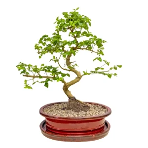 Mandarin Tree Inc Tray 44cm