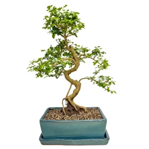 Mandarin Tree Inc Tray 48cm
