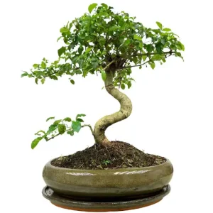 Mandarin Tree Inc Tray 43cm