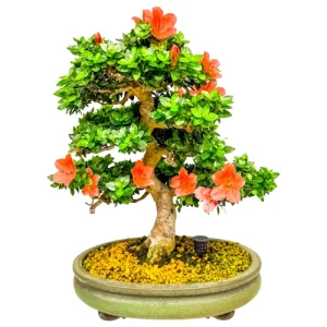 Beautiful Azalea 37cm