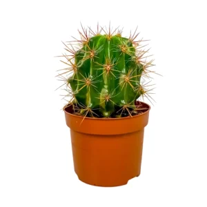 Ferocactus (Barrel Cactus) 19cm