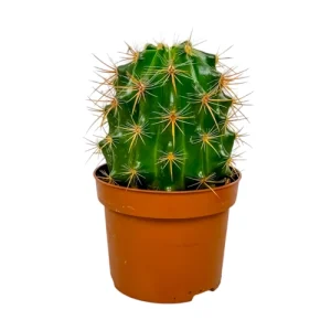 Ferocactus (Barrel Cactus) 20cm