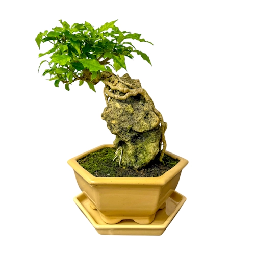 Rock Feature Bougainvillea Inc Tray 34cm