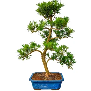 Beautiful Buddhist Pine 69cm