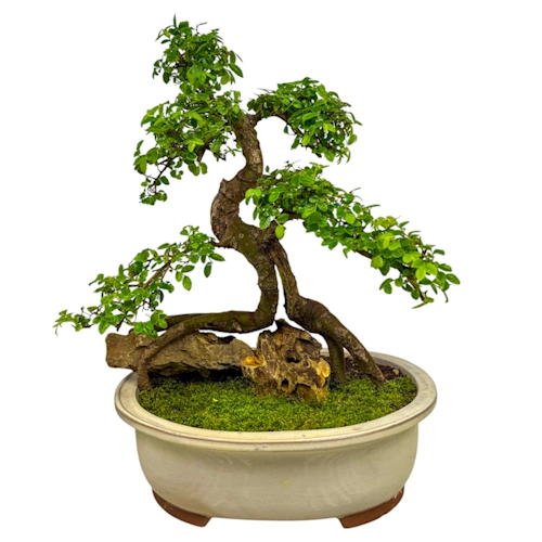 Unique Chinese Elm 52cm