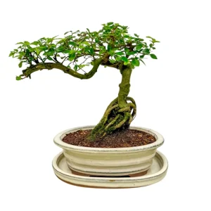 Chinese Elm Inc Tray 28cm