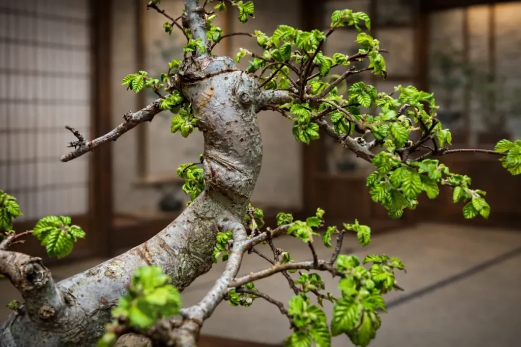 Bonsai for beginners