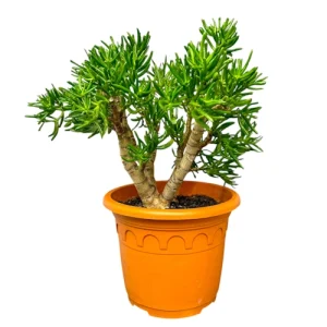 Crassula Horn (Jade Succulent) 62cm
