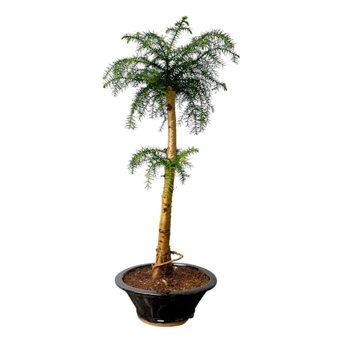 Araucaria Cunninghamii 58cm