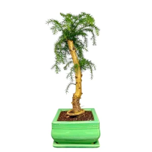 Araucaria Cunninghamii 59cm inc Tray