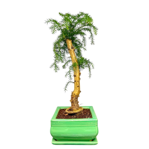 bonsai mhlacker Bonsai Special | OKC Survivor Tree