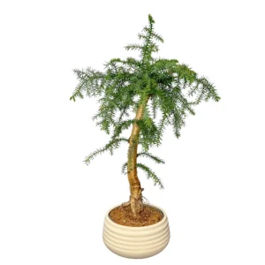 Araucaria Cunninghamii 60cm