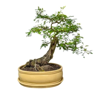 Egyptian Thorn Bonsai Care Guide