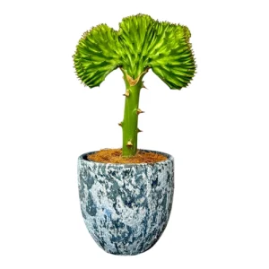 Euphorbia lactea ‘Cristata’ (Coral Cactus) 32cm