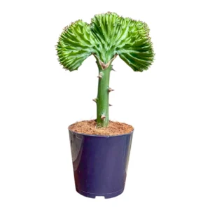 Euphorbia lactea ‘Cristata’ (Coral Cactus) 30cm
