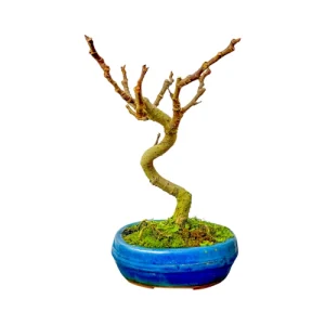 Fig Bonsai 28cm
