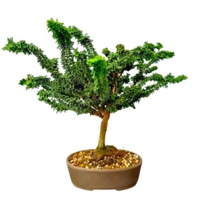 Hinoki Cypress 35cm