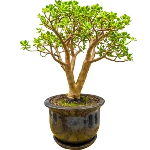 Beautiful Jade Plant 110cm inc Tray
