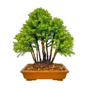 Japanese Cedar 26cm