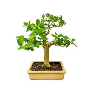 Japanese Premna 28cm