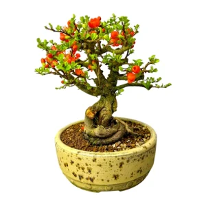 Japanese Quince Bonsai Care Guide
