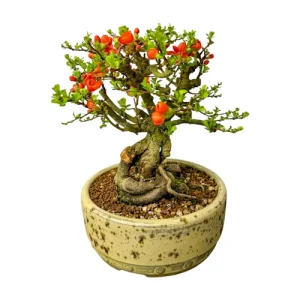 Flowering Shohin Japanese Quince 24cm