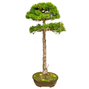 Straight Japanese White Pine 115cm
